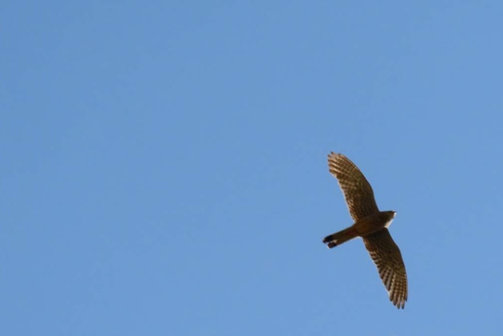 Eurasian Kestrel - ML637742238