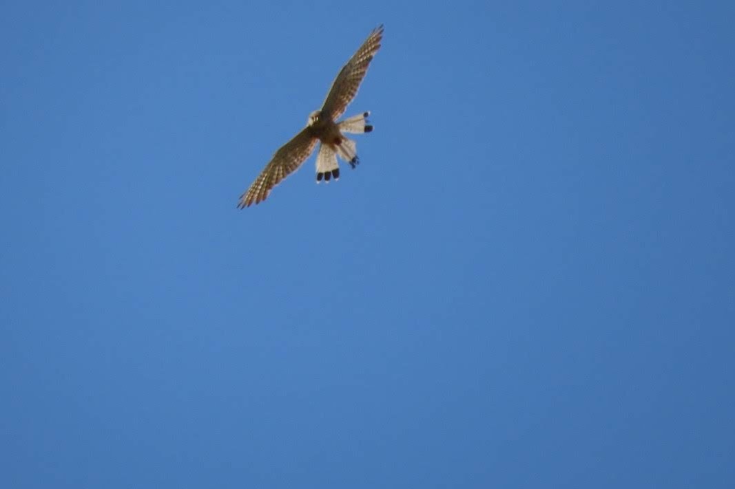 Eurasian Kestrel - ML637742239