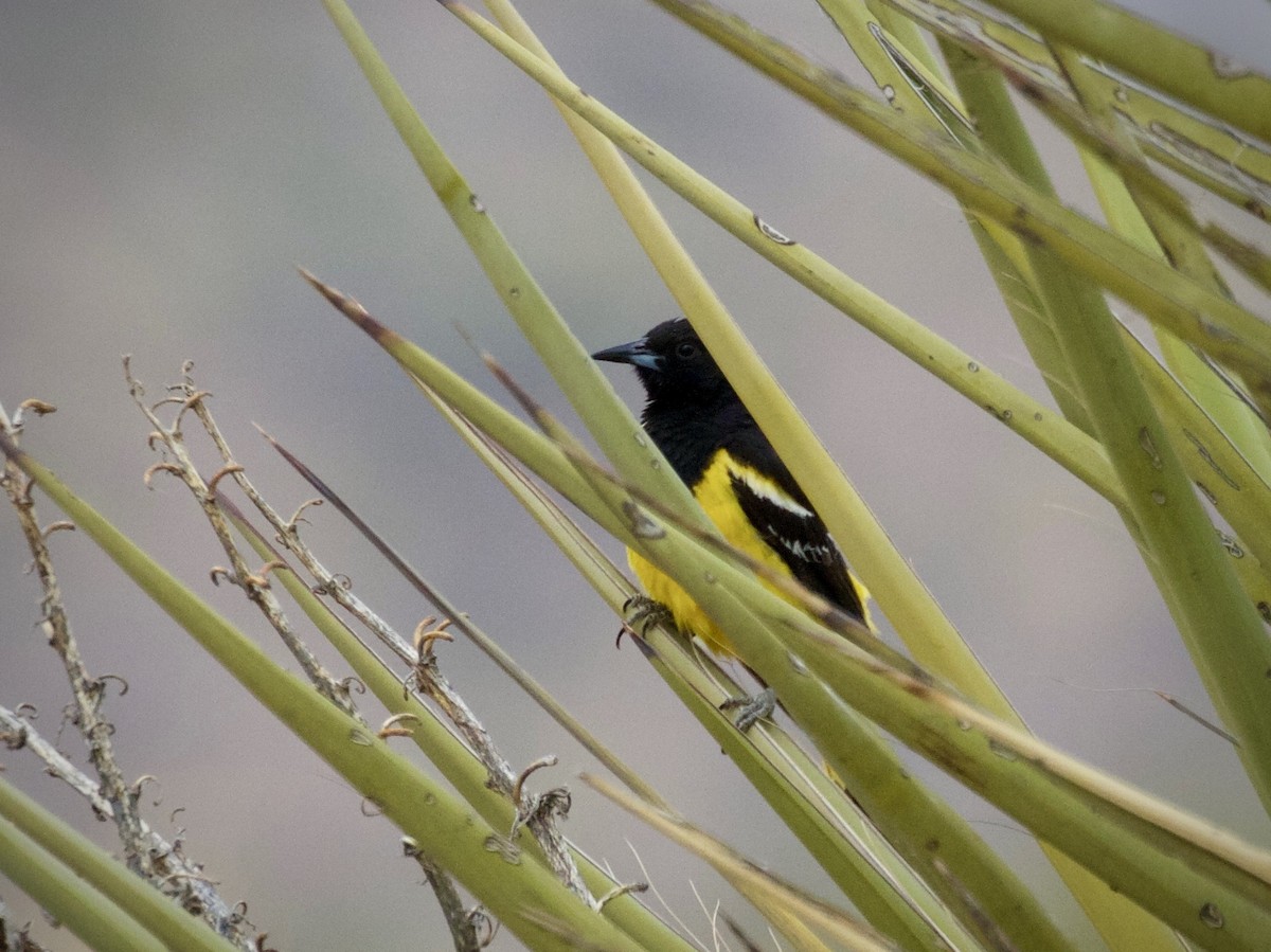 Scott's Oriole - ML637742240