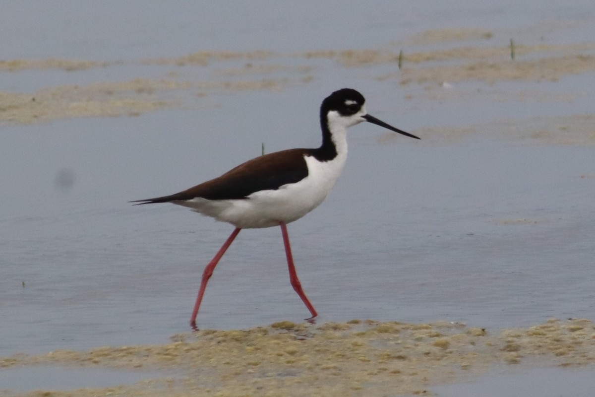 Black-necked Stilt - ML637742242