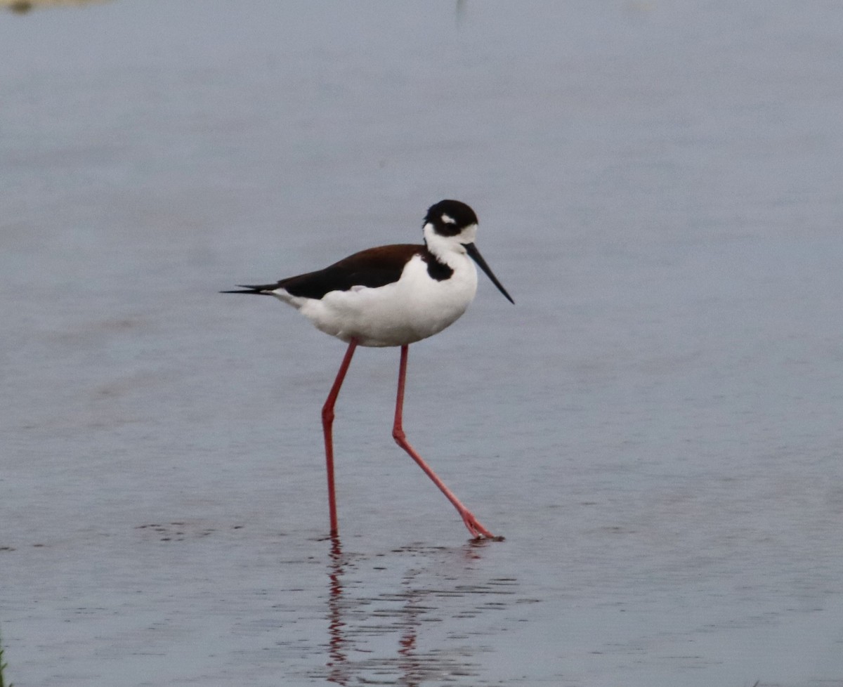 Black-necked Stilt - ML637742243