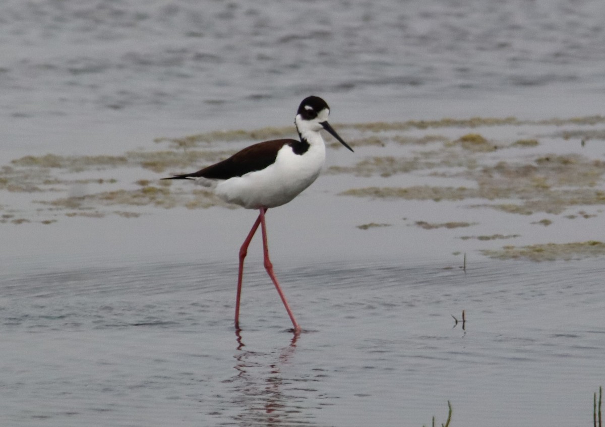 Black-necked Stilt - ML637742245