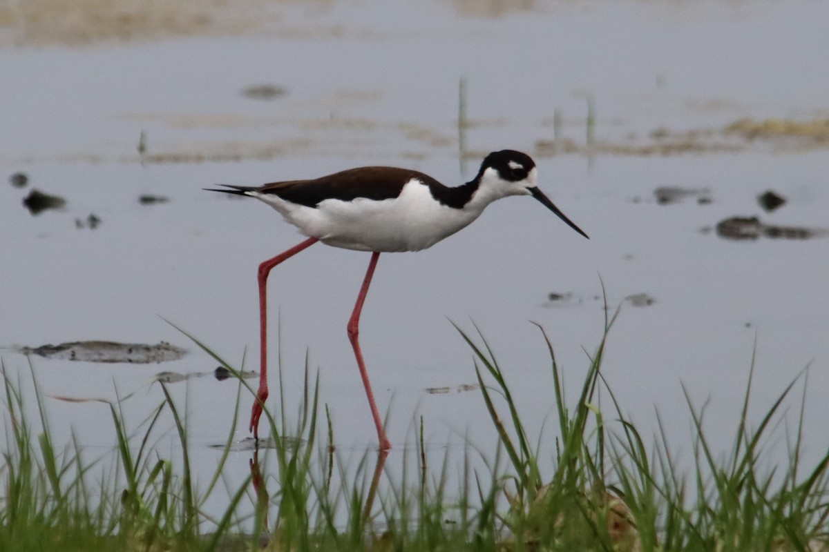 Black-necked Stilt - ML637742246