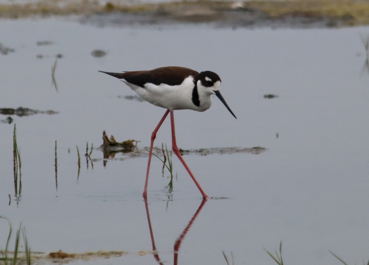 Black-necked Stilt - ML637742247