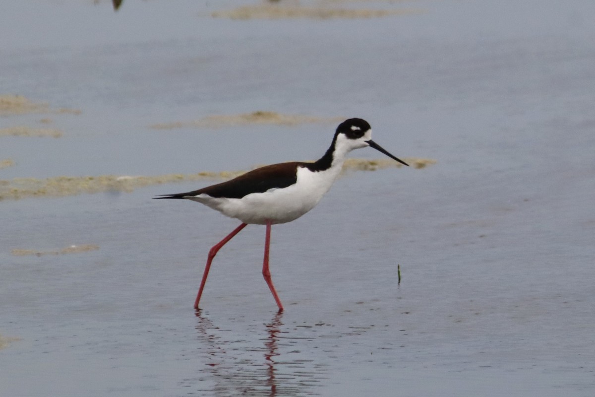 Black-necked Stilt - ML637742248