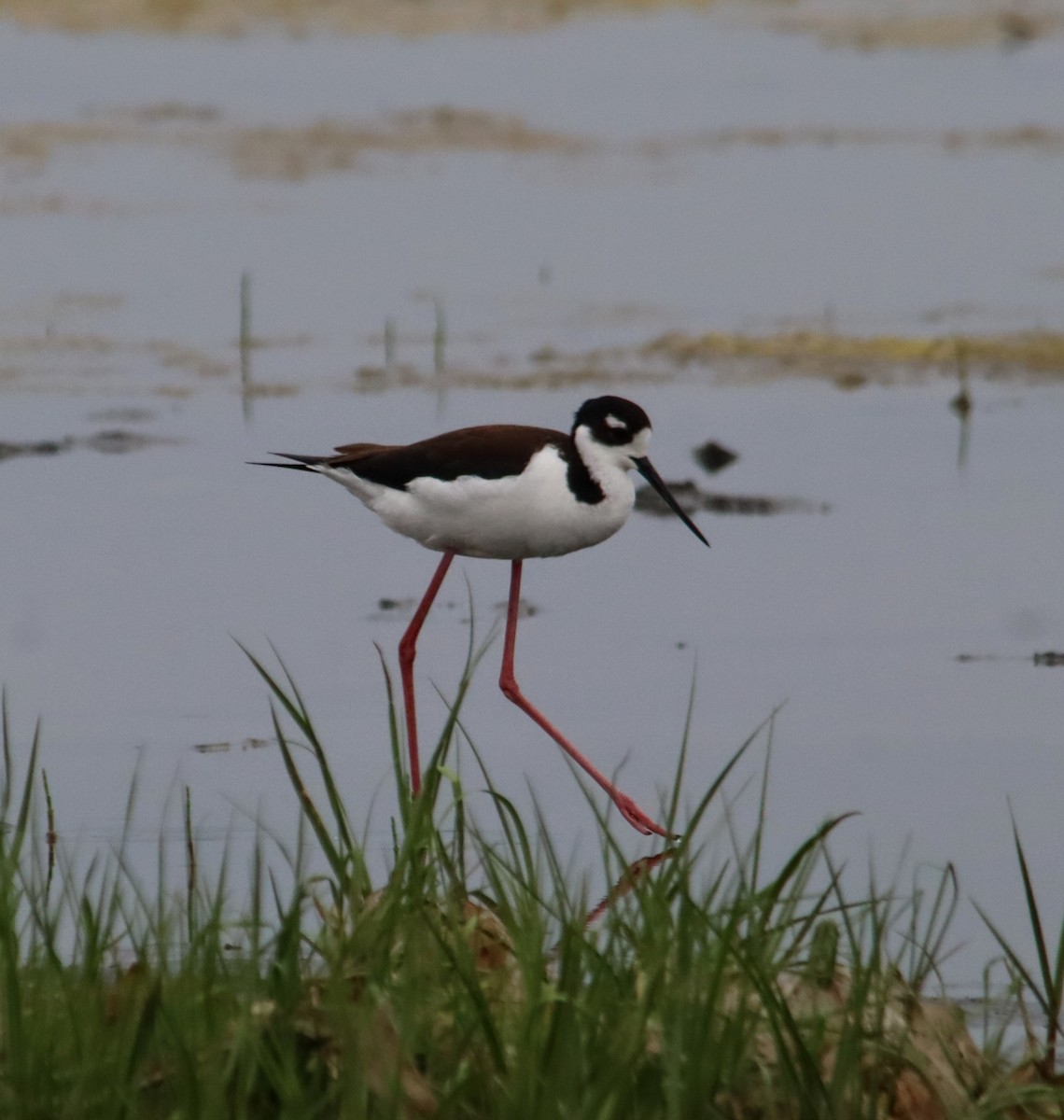 Black-necked Stilt - ML637742249