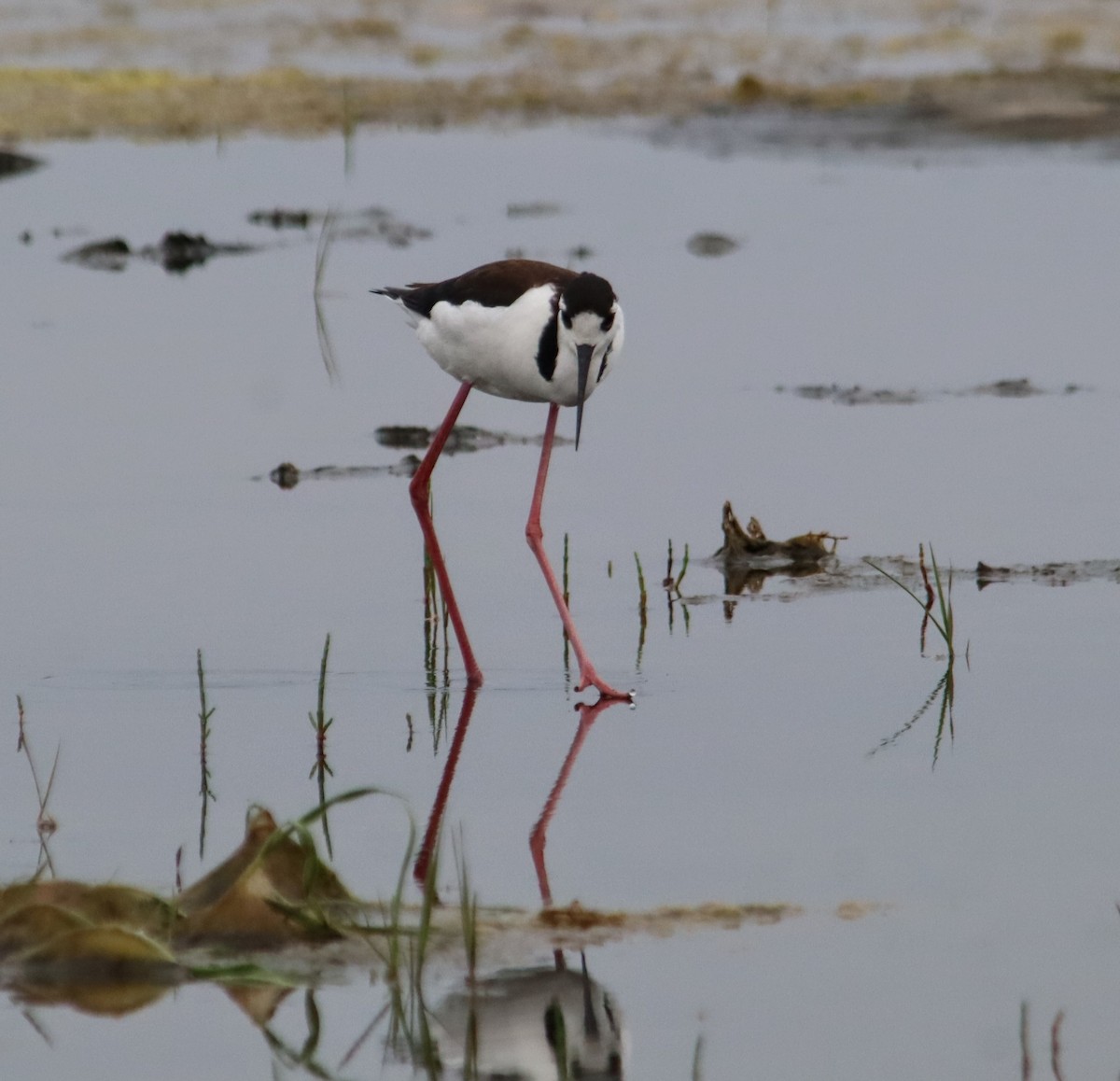 Black-necked Stilt - ML637742250