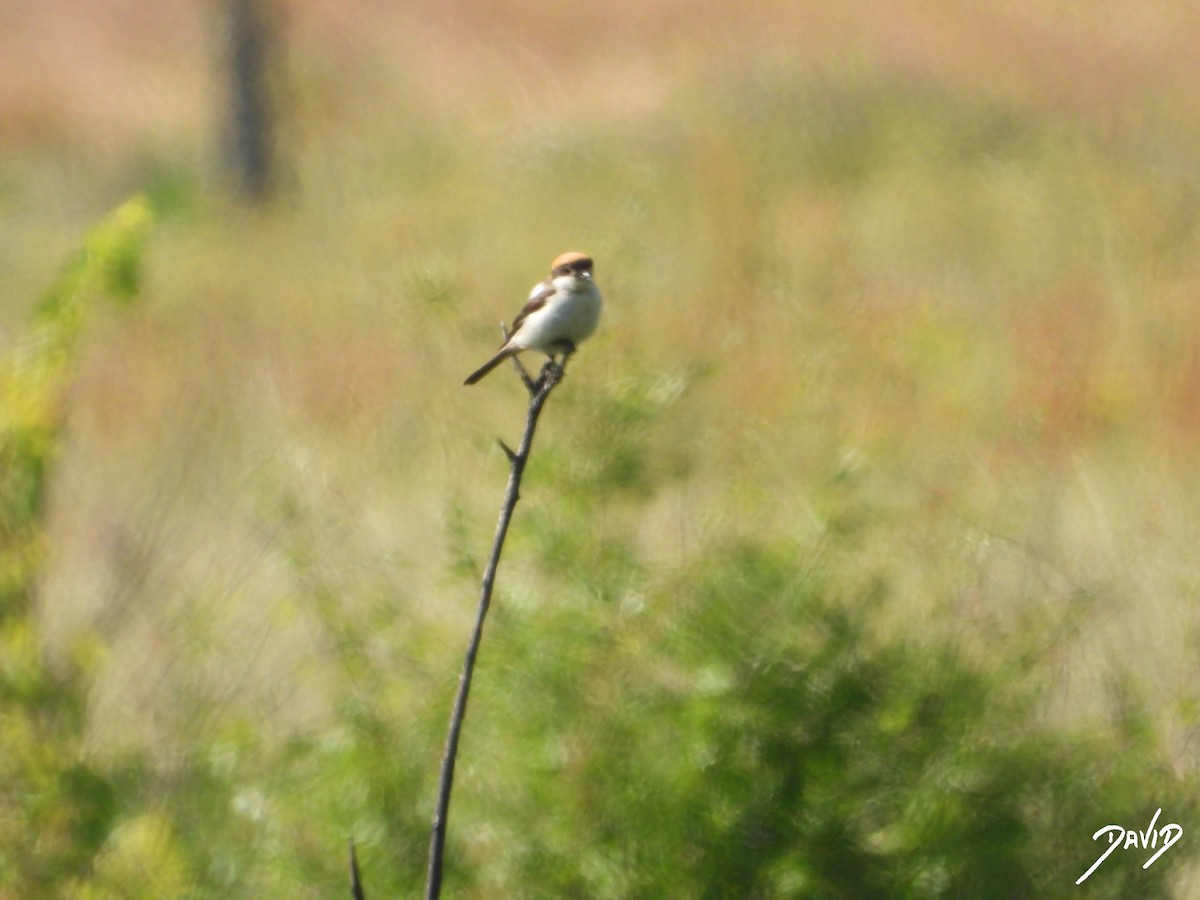 Woodchat Shrike - ML637742251