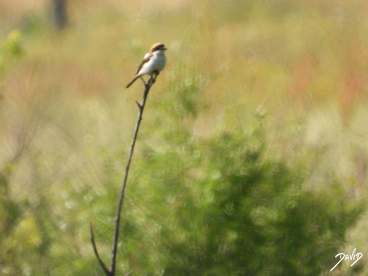 Woodchat Shrike - ML637742252