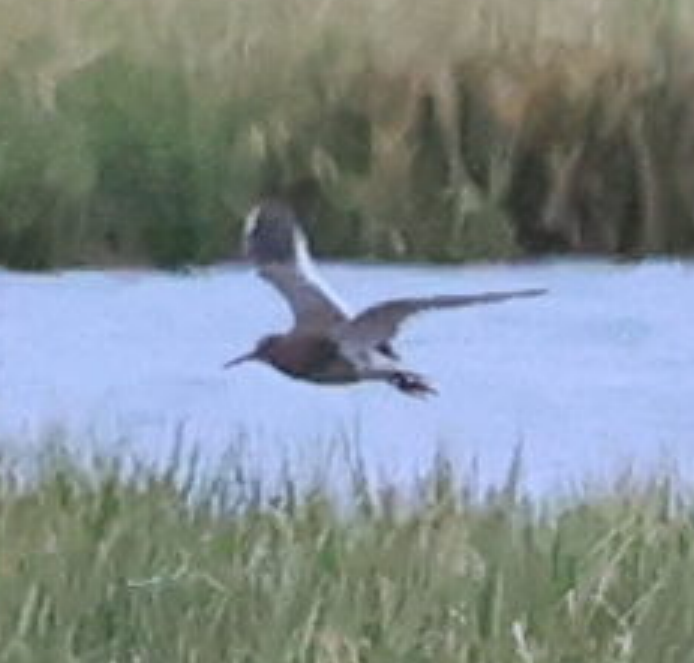 Spotted Redshank - ML637742254