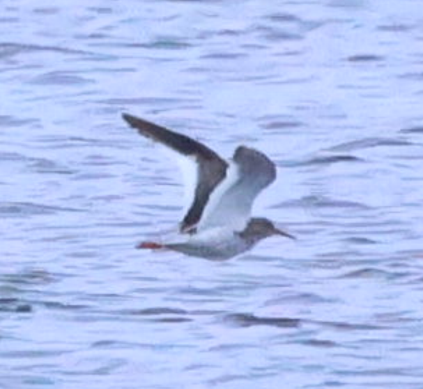 Common Redshank - ML637742256
