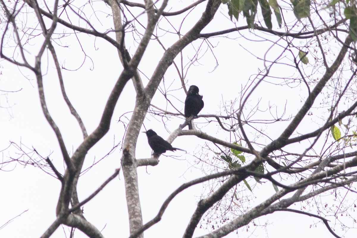 Scarlet-rumped Cacique - ML637742263