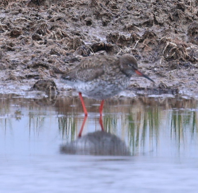 Common Redshank - ML637742264