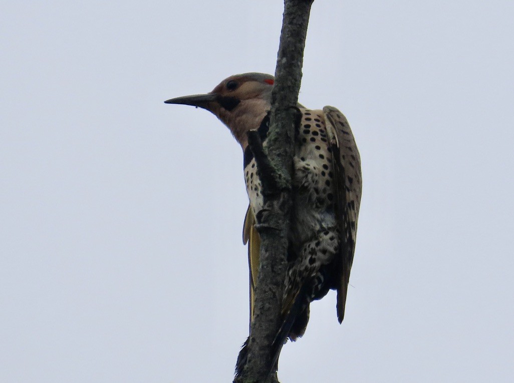 Northern Flicker - ML637742270