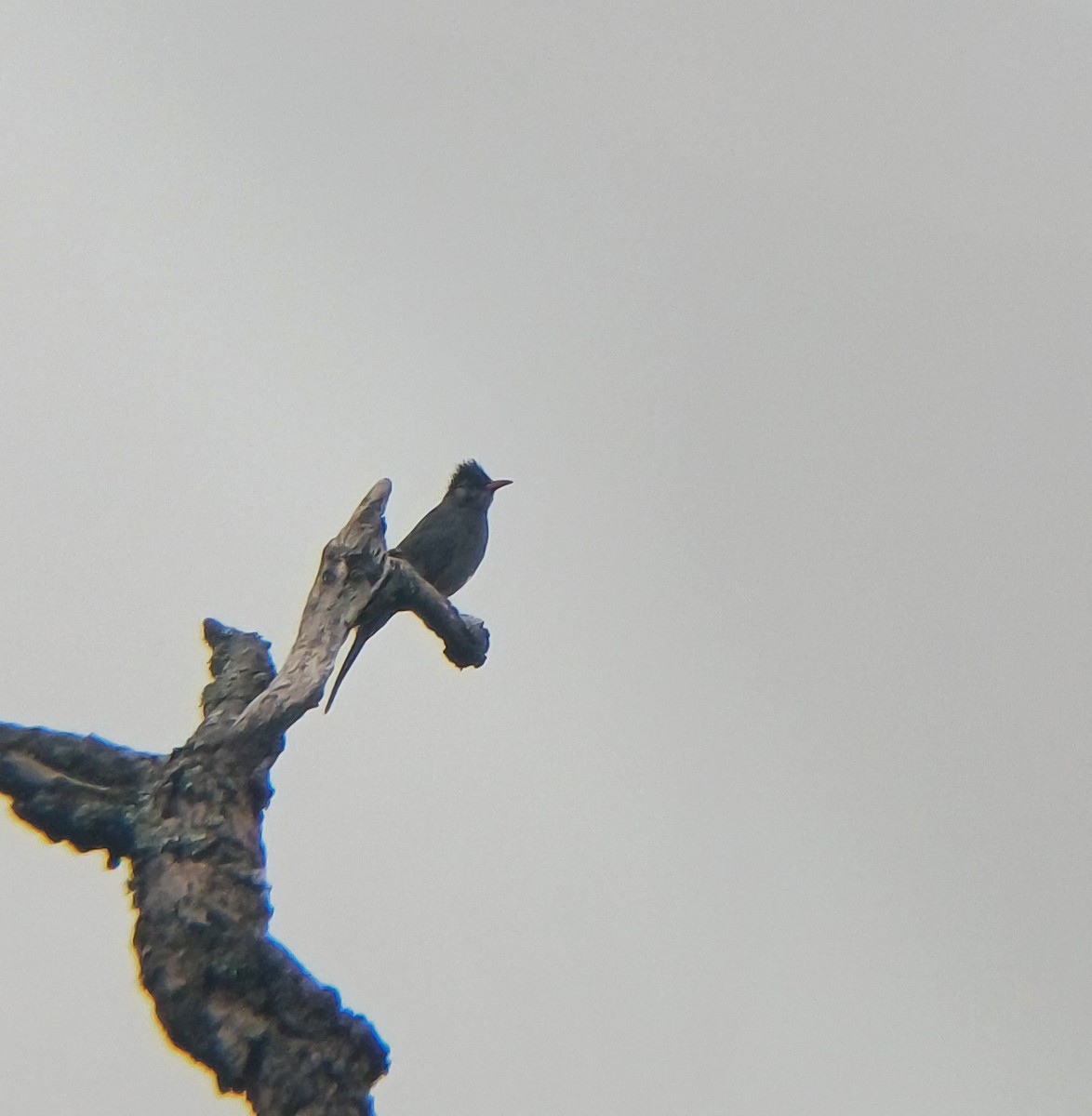 Black Bulbul - ML637742285