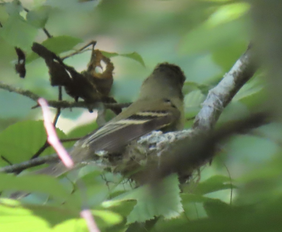 Acadian Flycatcher - ML637742346