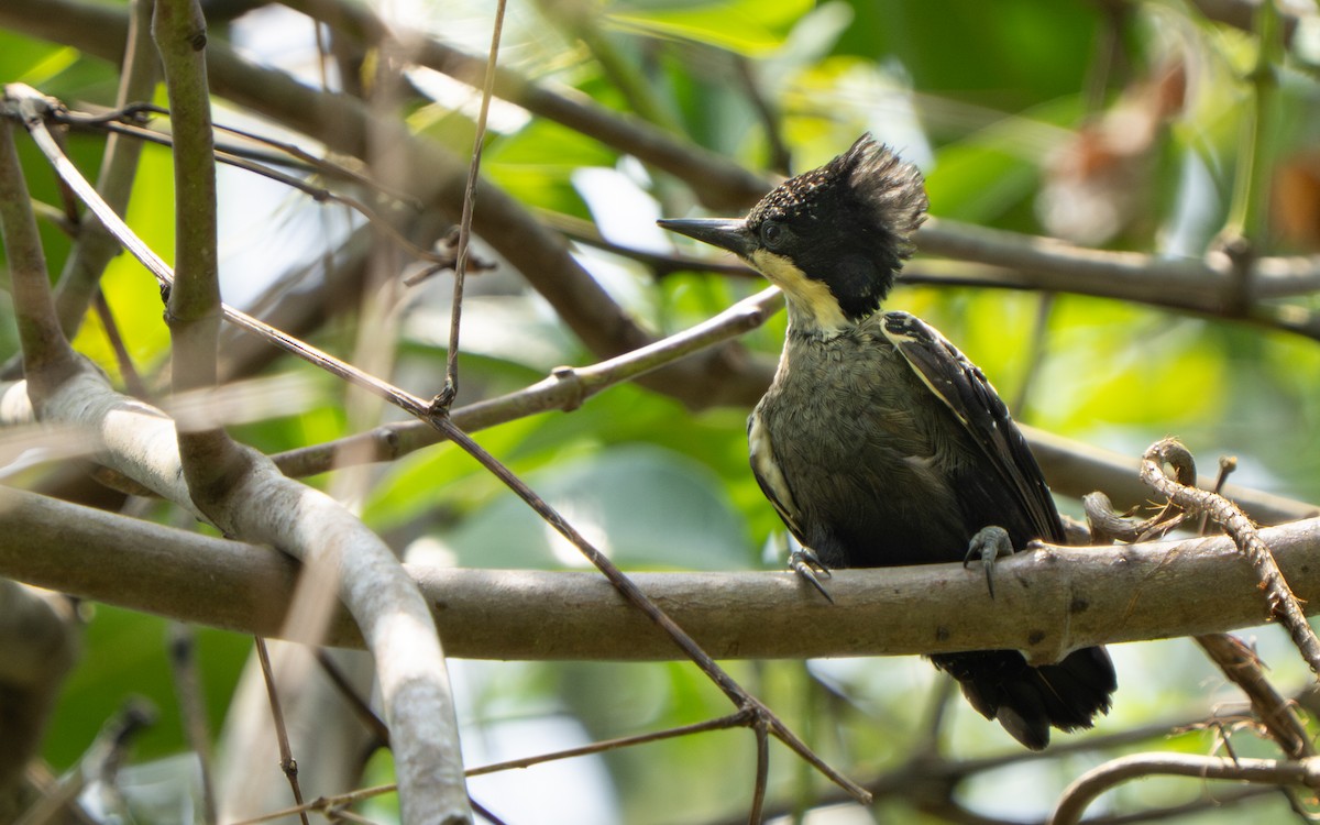 Heart-spotted Woodpecker - ML637742360