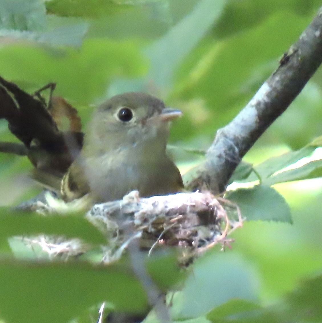 Acadian Flycatcher - ML637742376