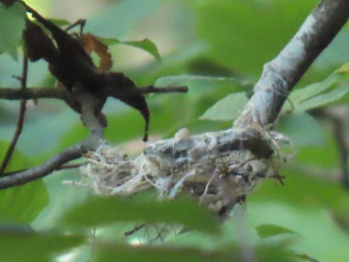 Acadian Flycatcher - ML637742385