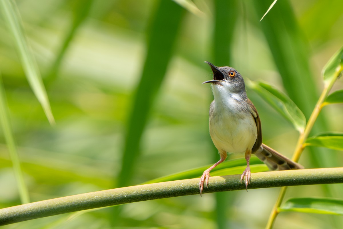 Rufescent Prinia - ML637742388
