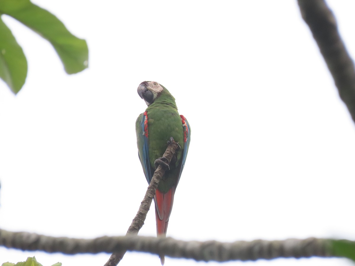 Chestnut-fronted Macaw - ML637742389