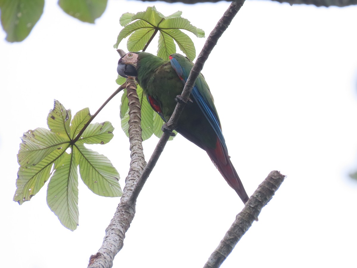 Chestnut-fronted Macaw - ML637742390