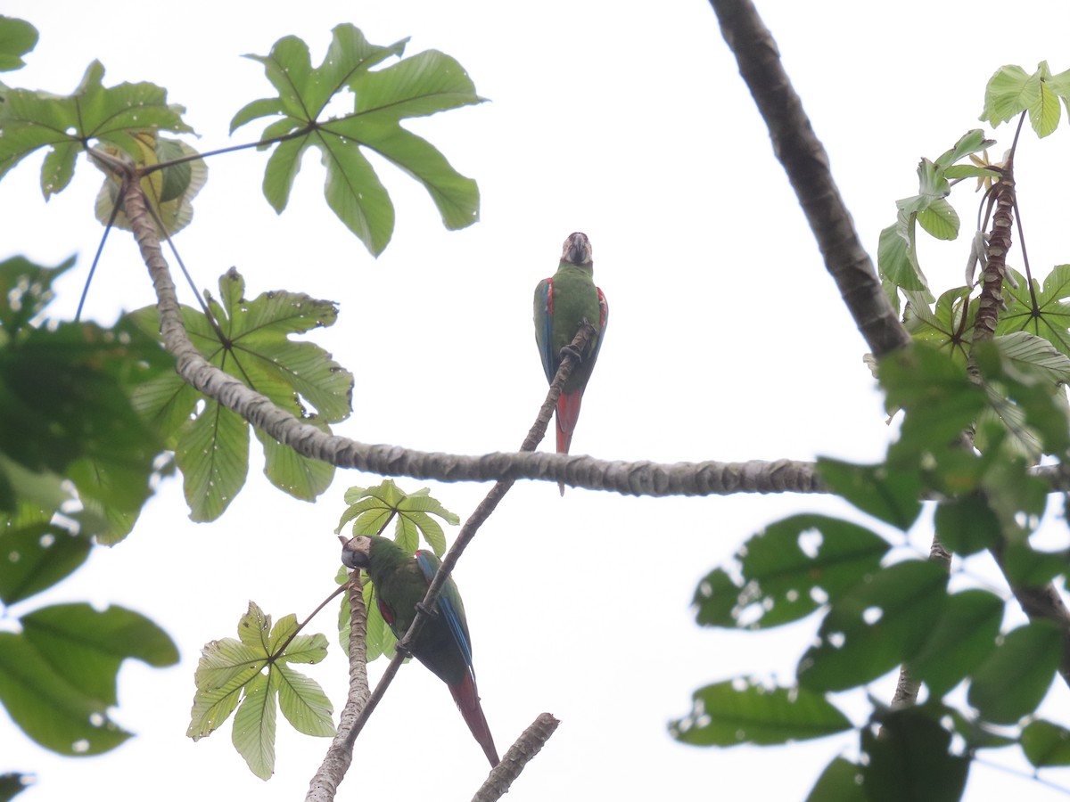 Chestnut-fronted Macaw - ML637742392