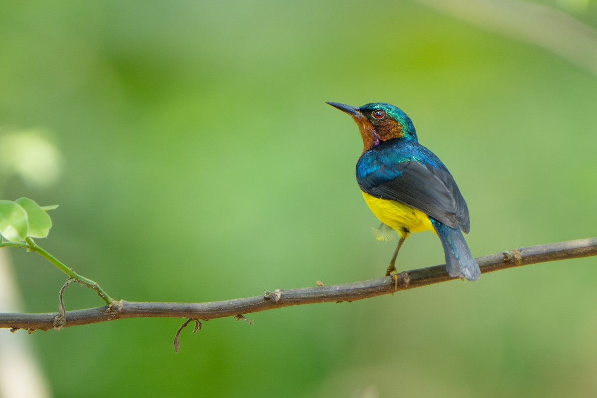 Ruby-cheeked Sunbird - ML637742405