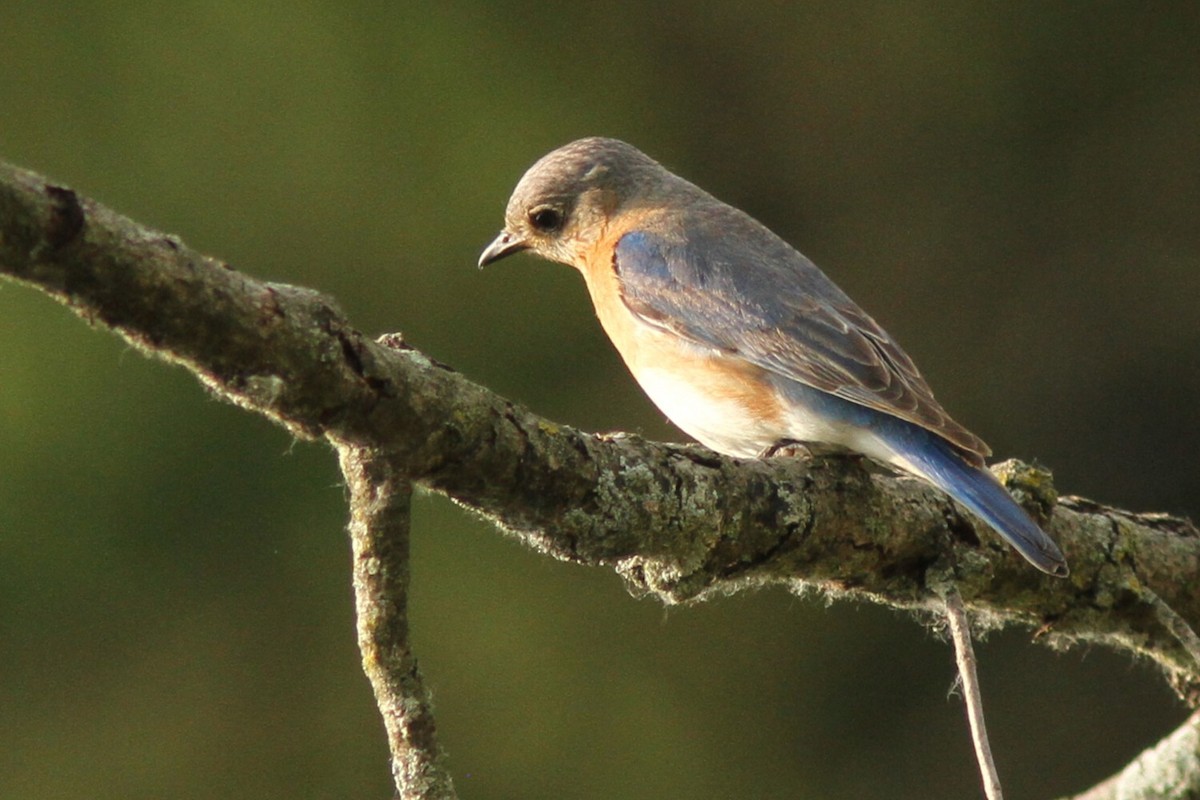 Eastern Bluebird - ML637742406