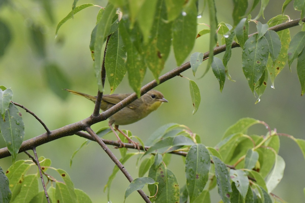 Common Yellowthroat - ML637742407