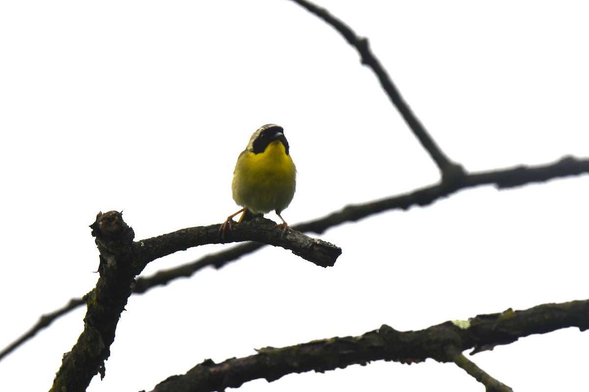 Common Yellowthroat - ML637742412