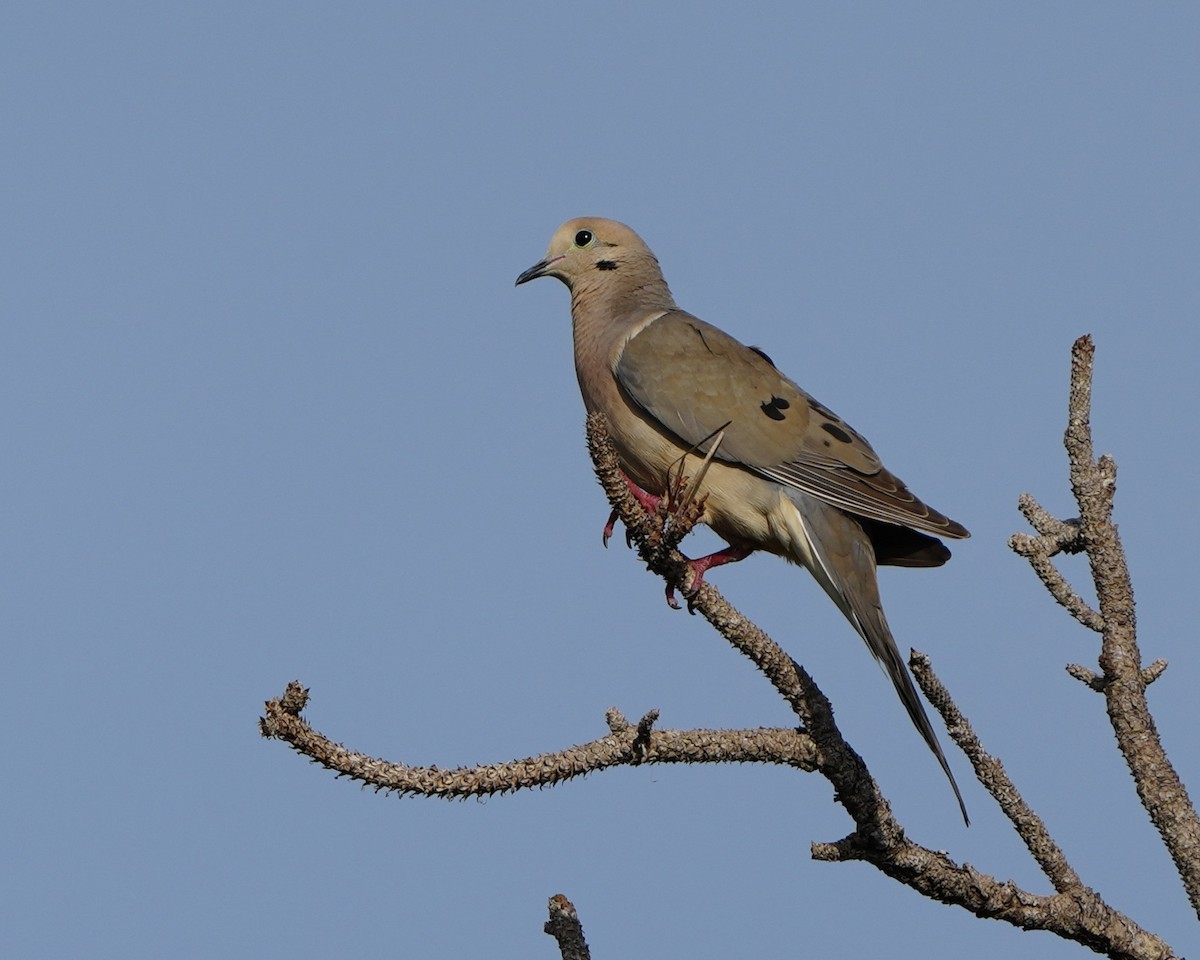 Mourning Dove - ML637742413