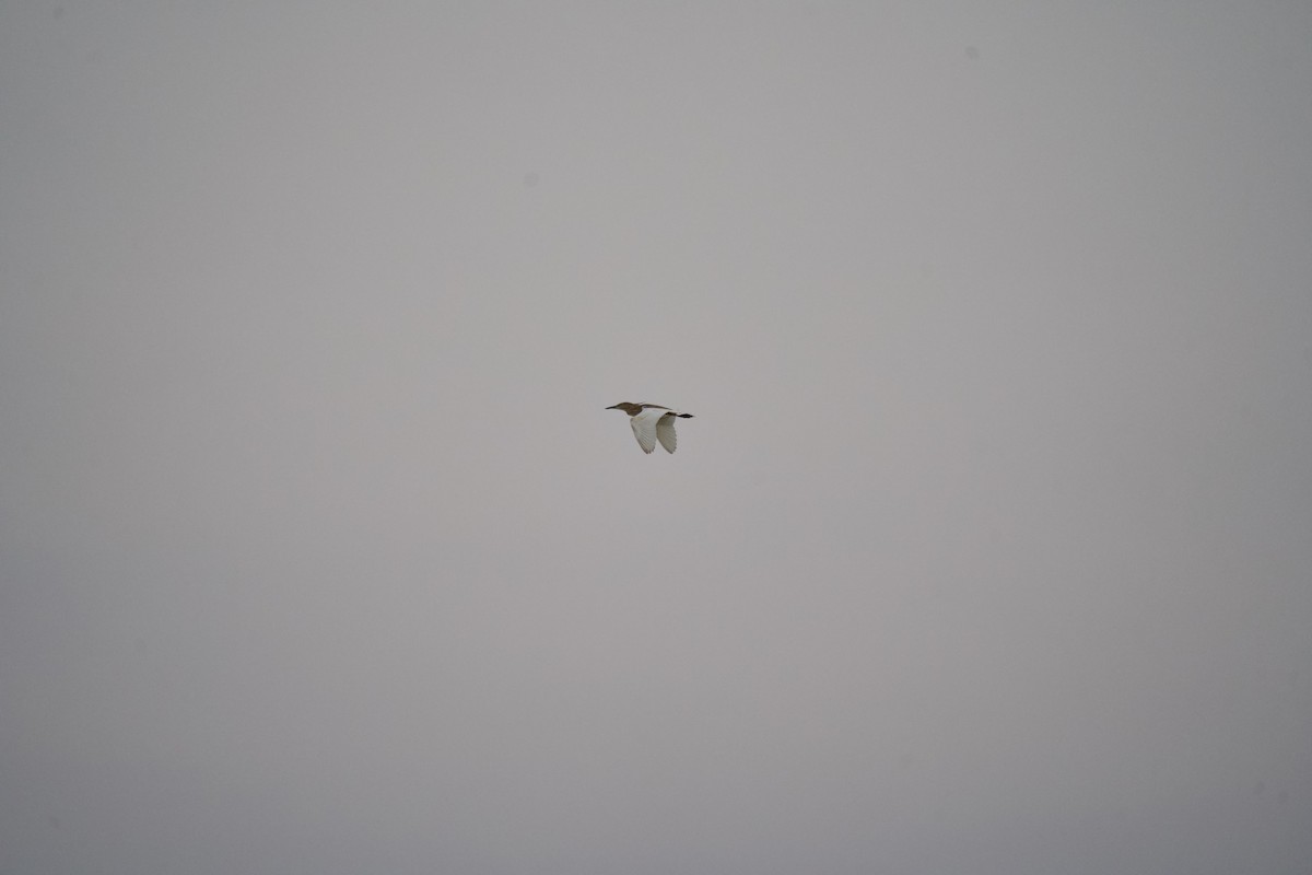 Squacco Heron - ML637742416