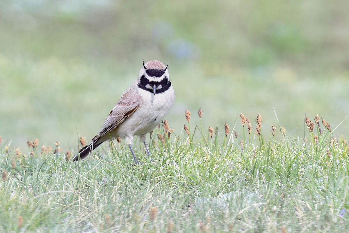 Horned Lark - ML637742420