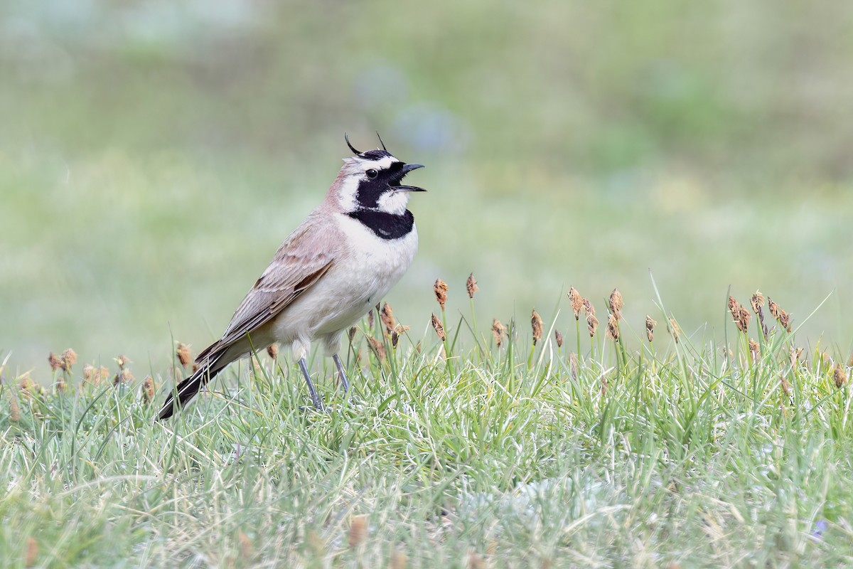 Horned Lark - ML637742421