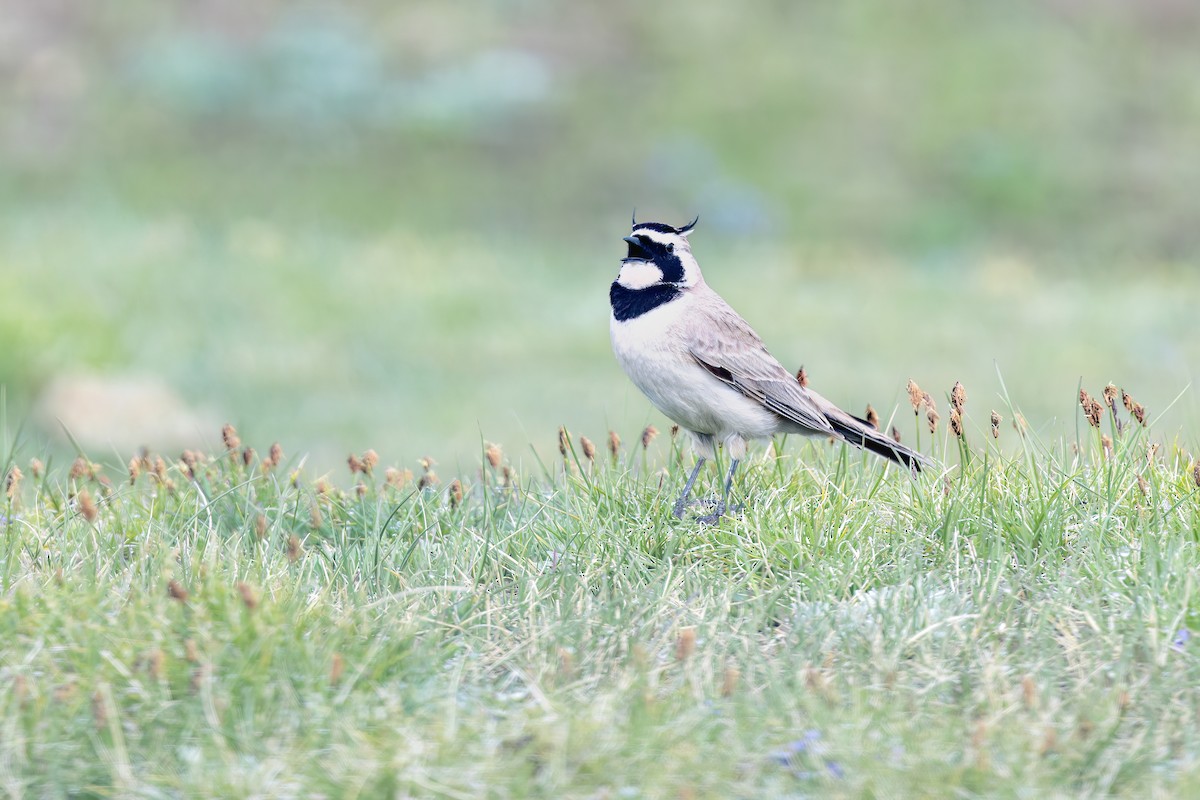 Horned Lark - ML637742422
