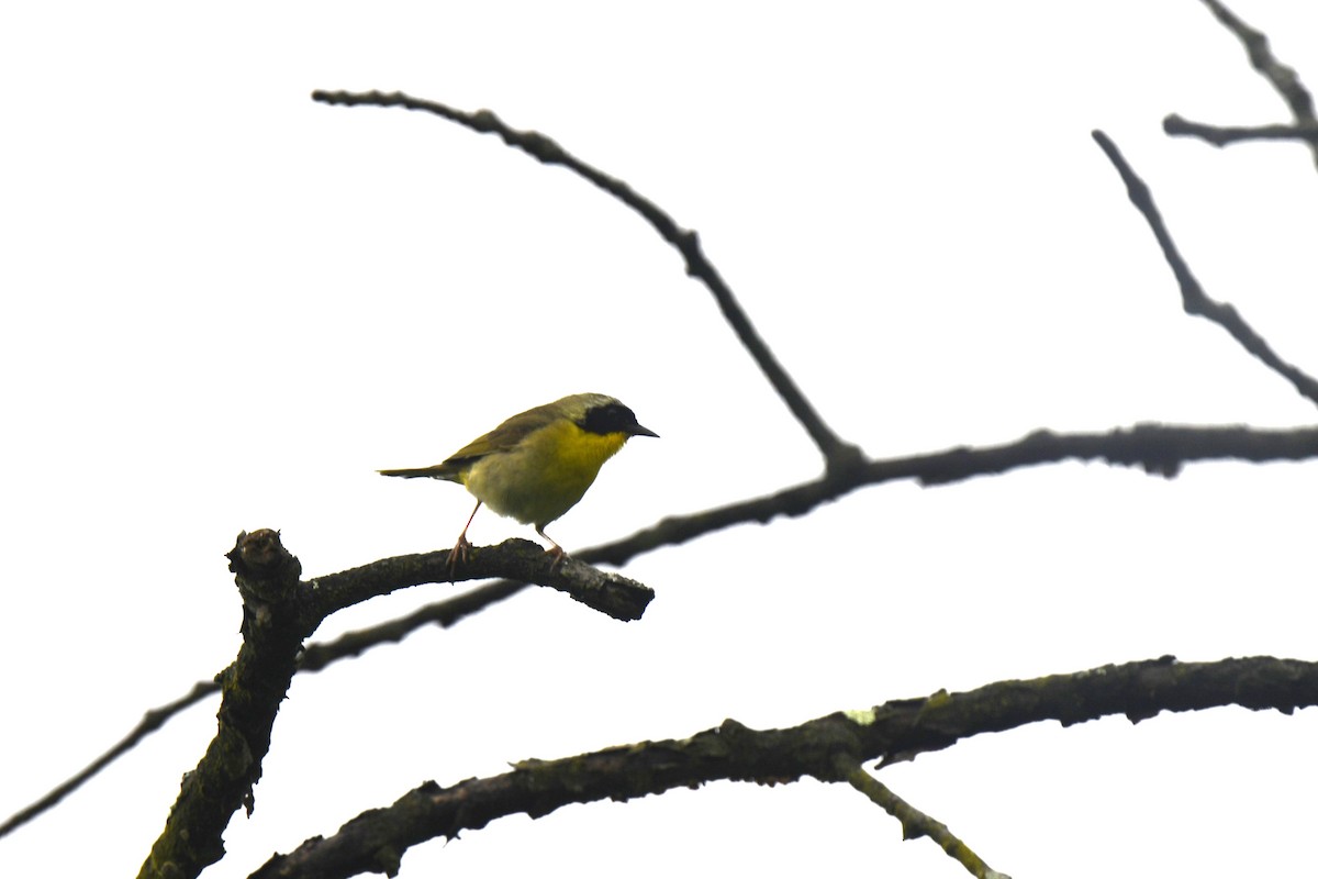 Common Yellowthroat - ML637742424