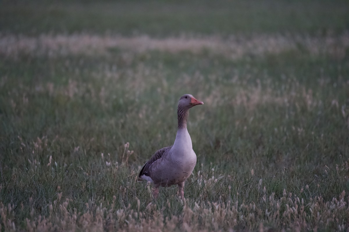灰雁 - ML637742426