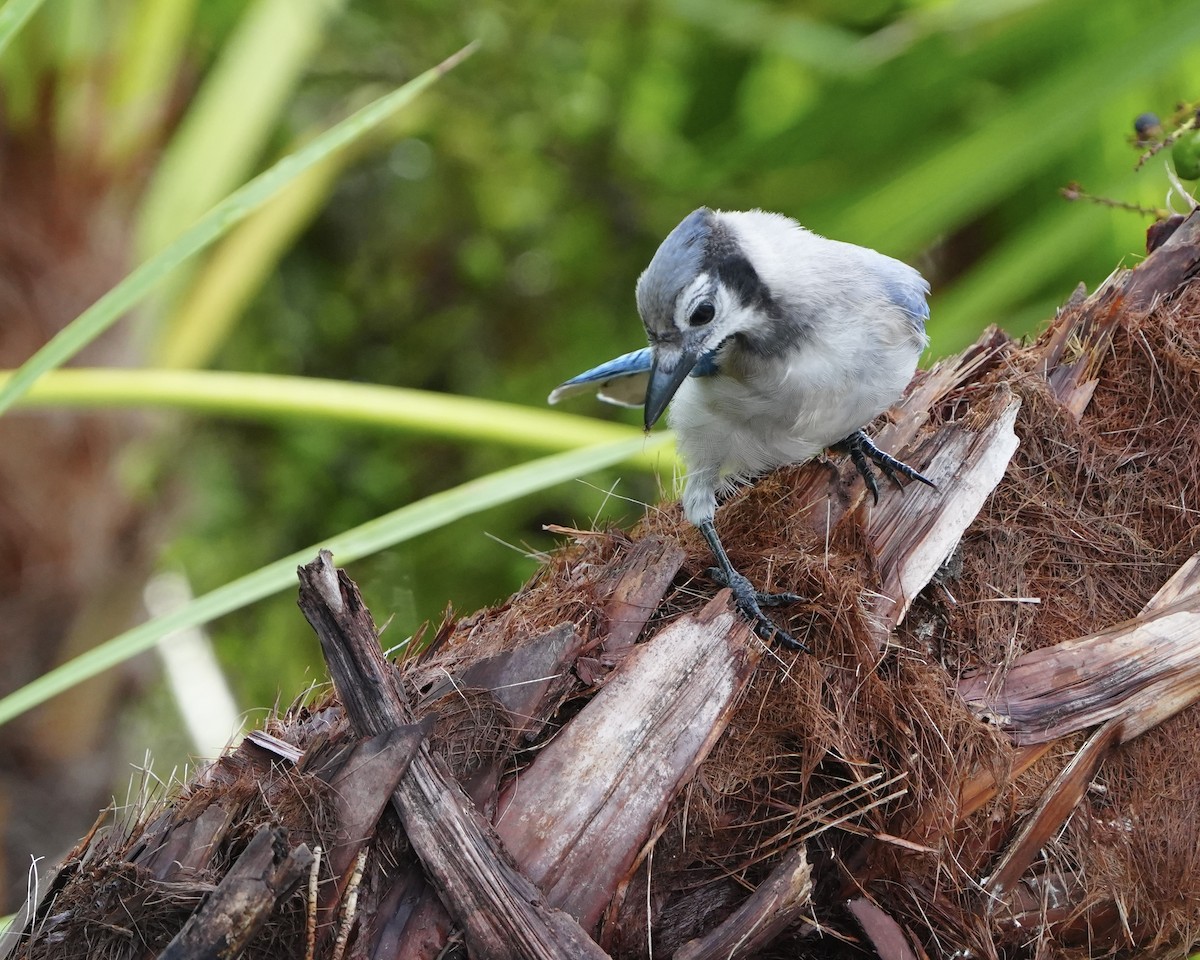 Blue Jay - ML637742429