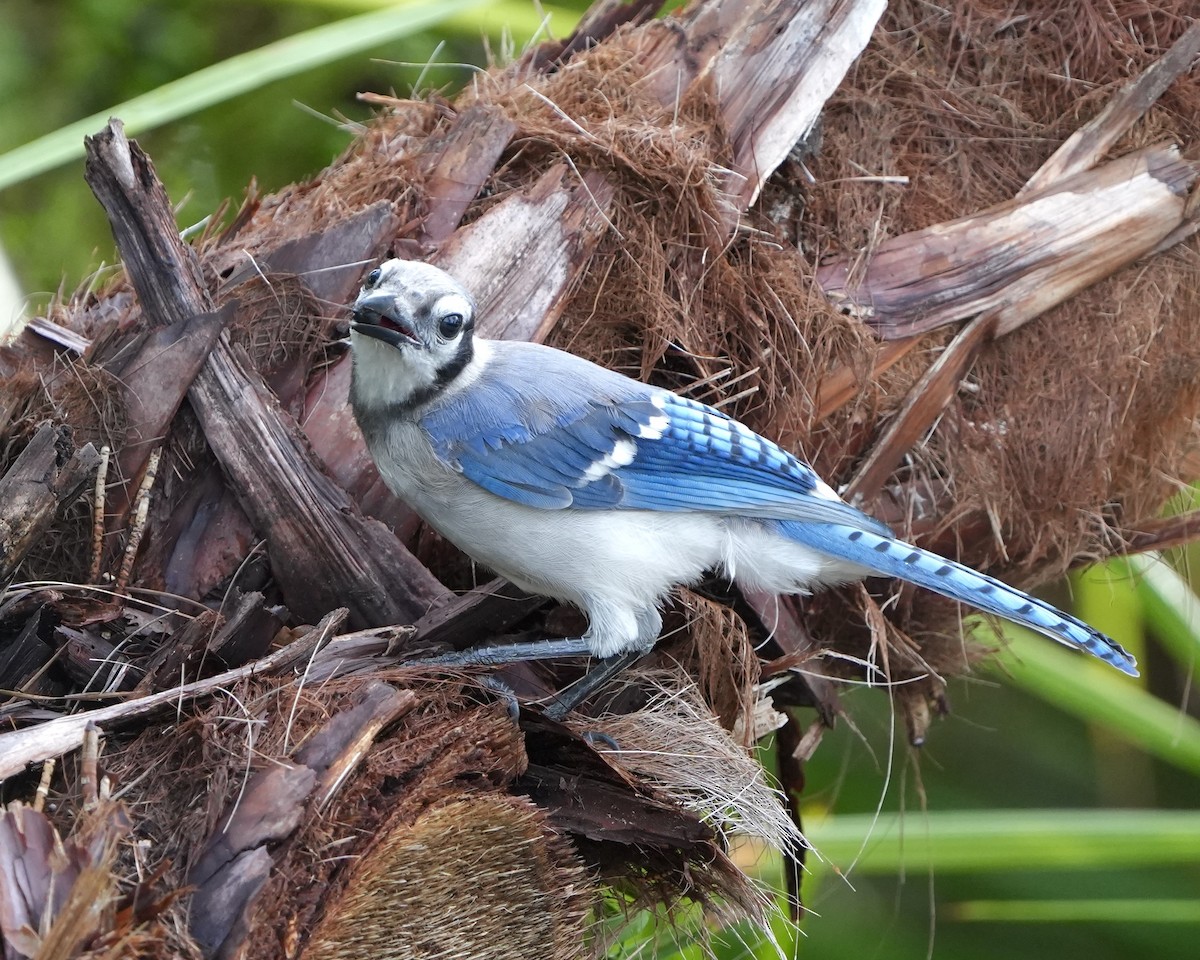 Blue Jay - ML637742430