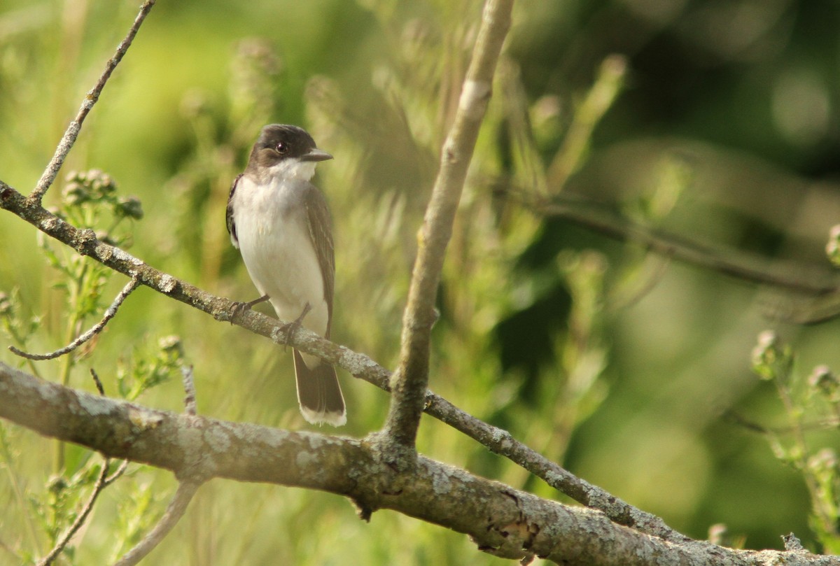 Eastern Kingbird - ML637742433