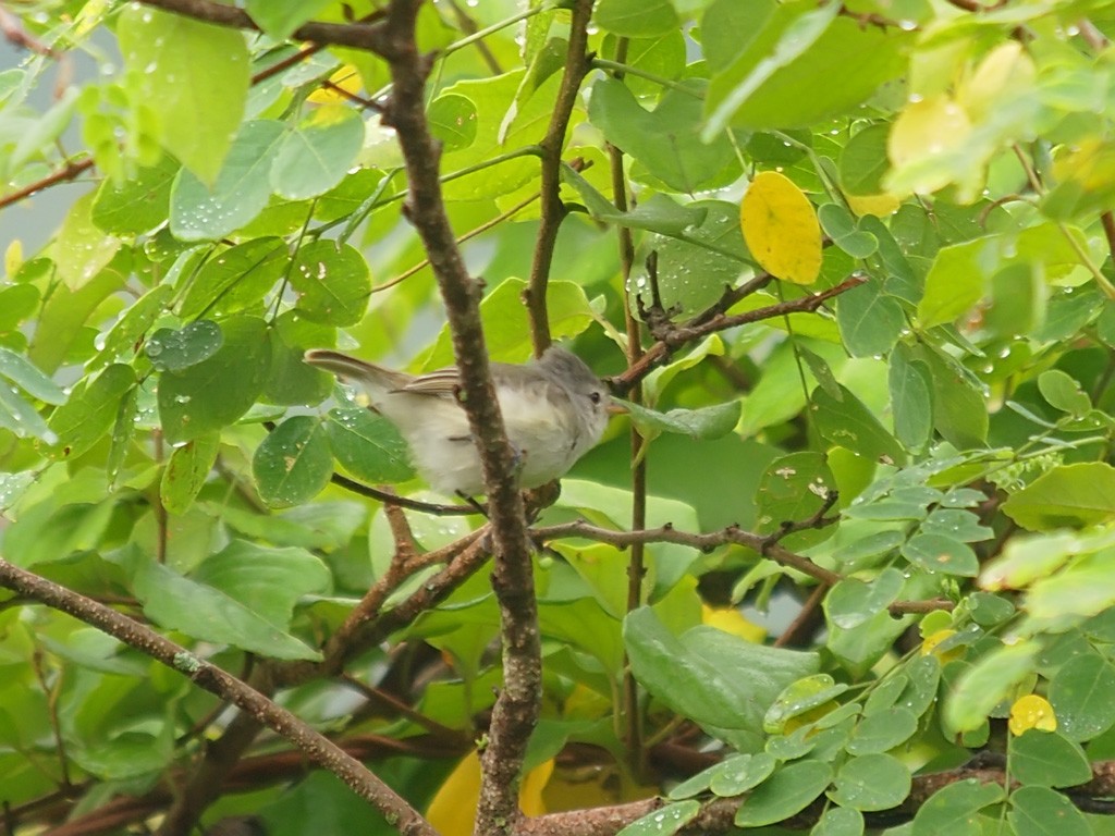 Southern Beardless-Tyrannulet - ML637742434
