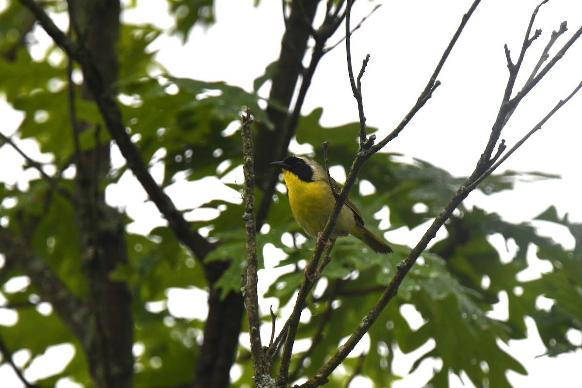 Common Yellowthroat - ML637742436
