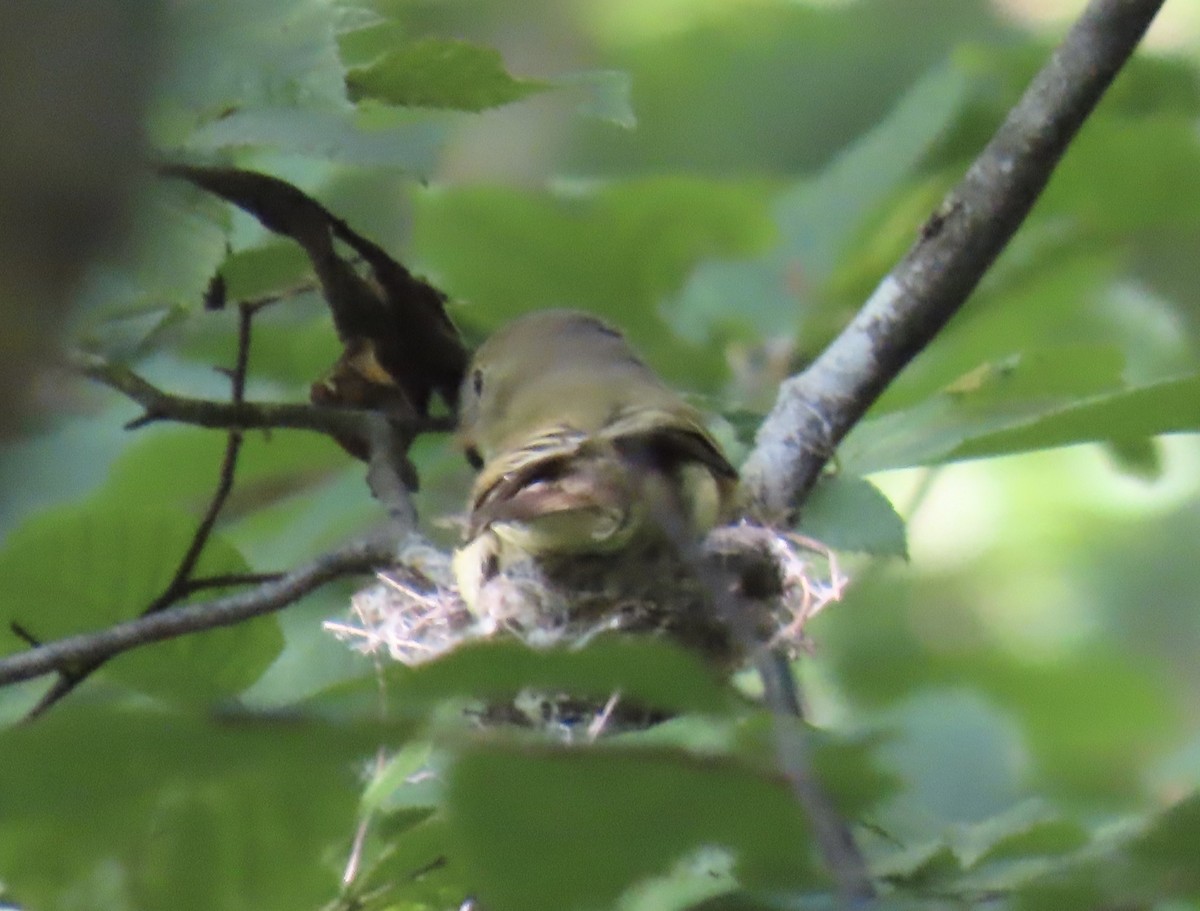 Acadian Flycatcher - ML637742437