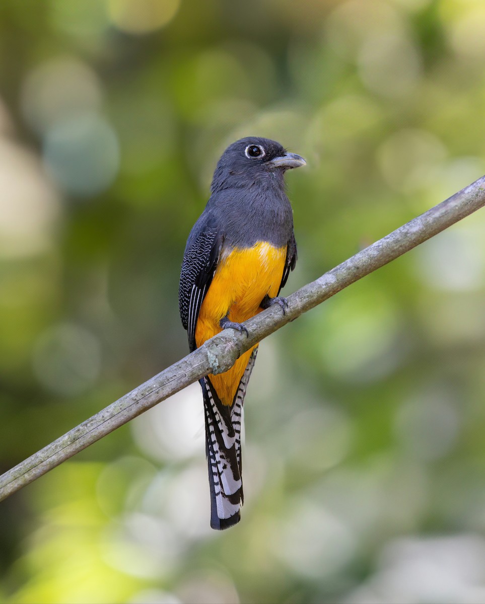 Gartered Trogon - ML637742443