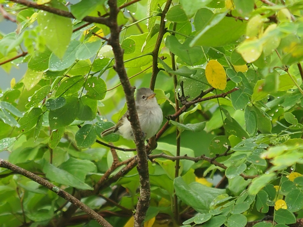 Southern Beardless-Tyrannulet - ML637742449
