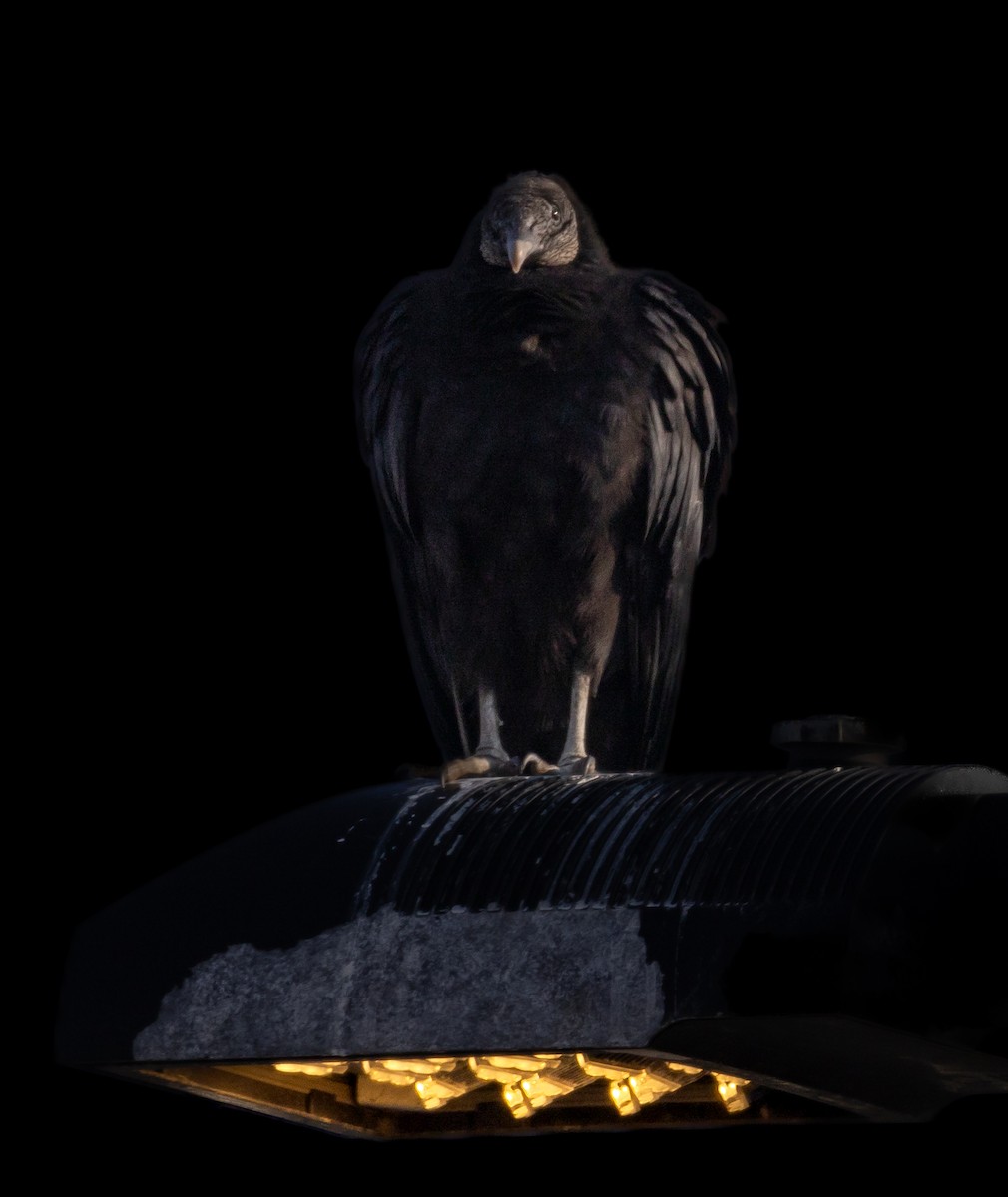 Black Vulture - ML637742451