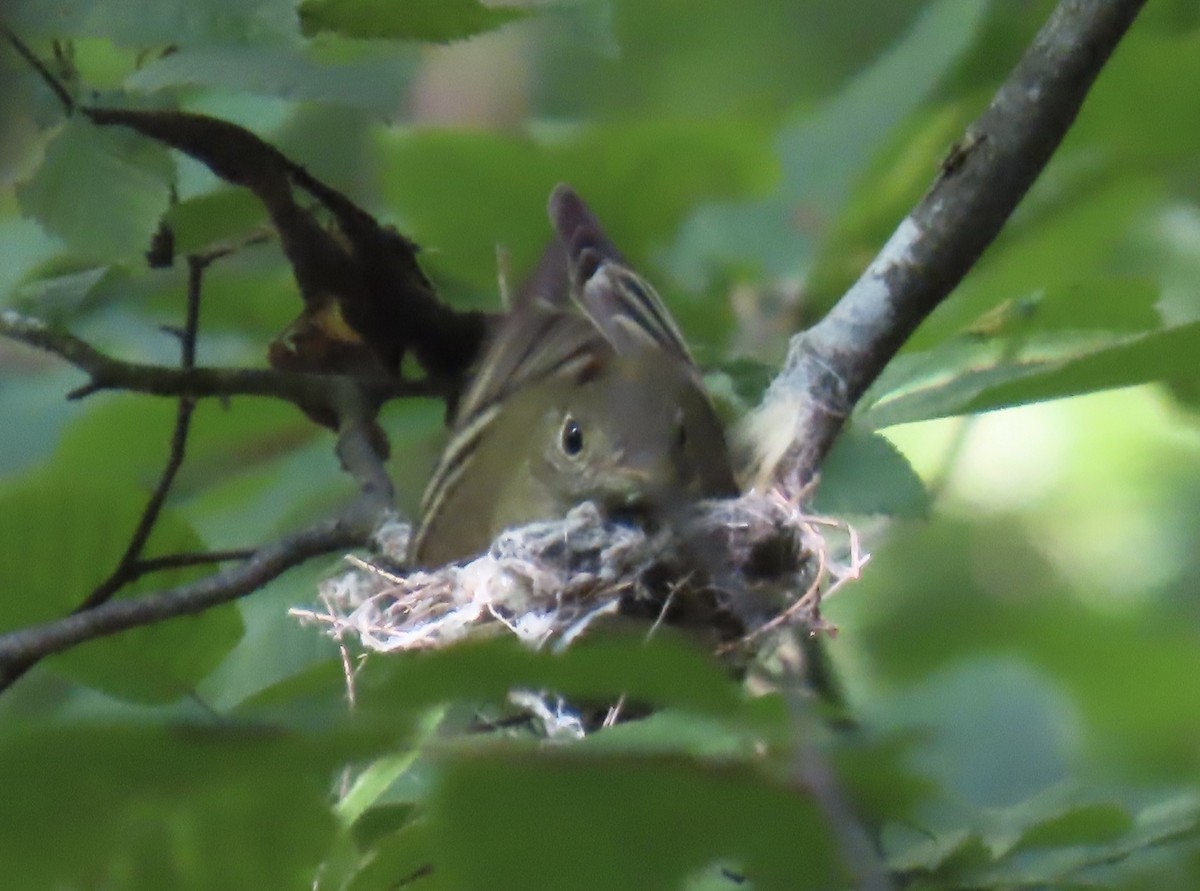 Acadian Flycatcher - ML637742486