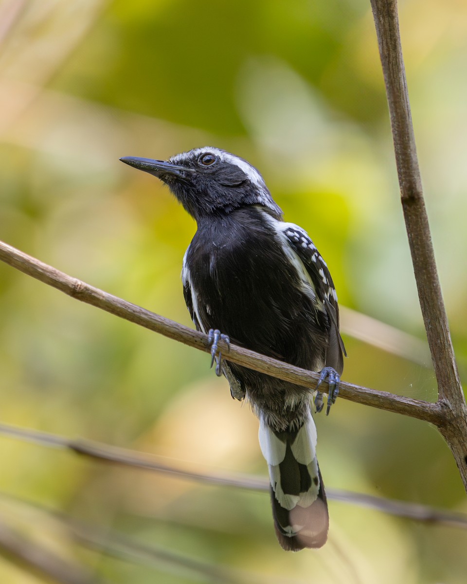 Northern White-fringed Antwren - ML637742531