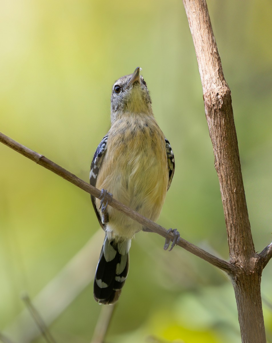 Northern White-fringed Antwren - ML637742532
